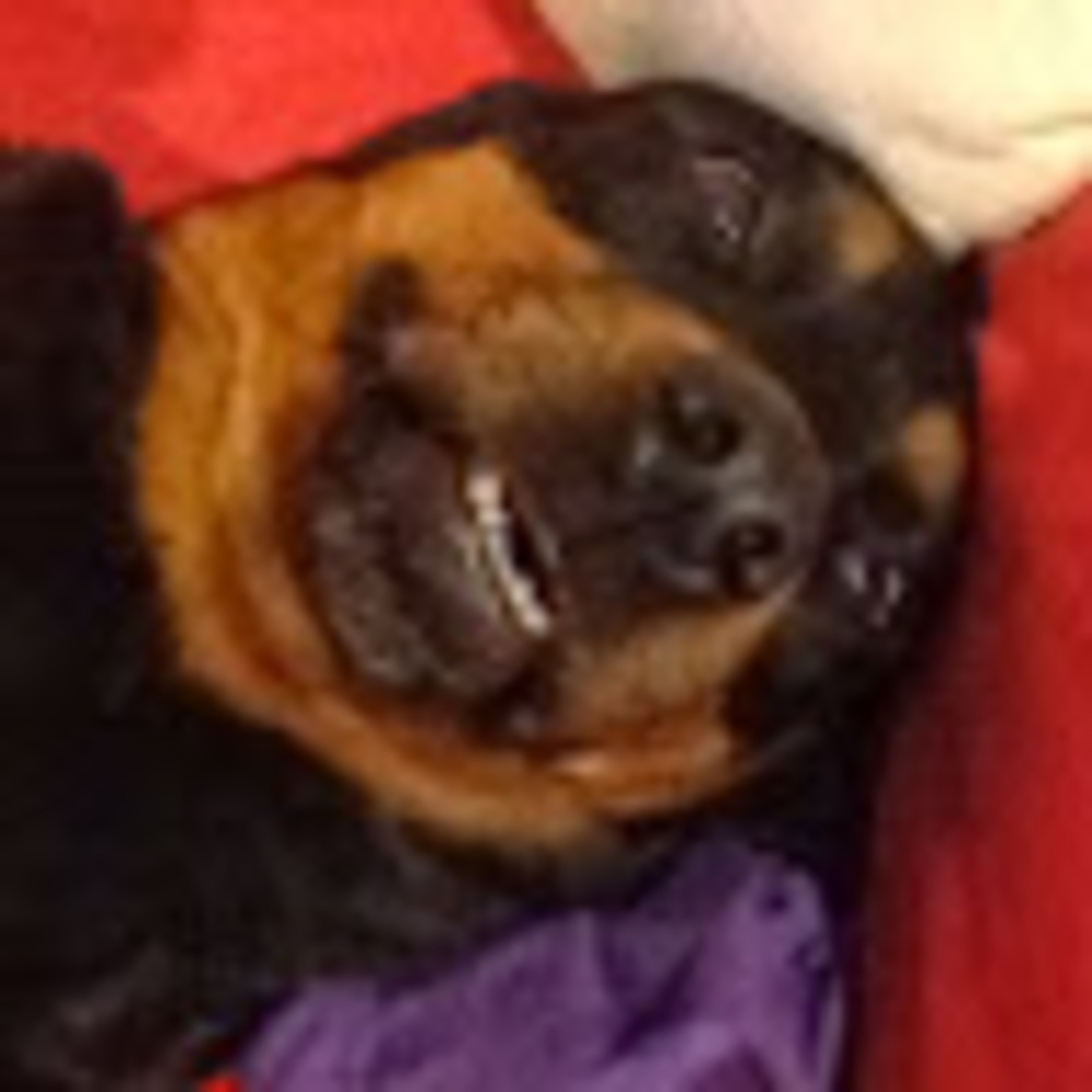 Meet your Posher, Rebecca